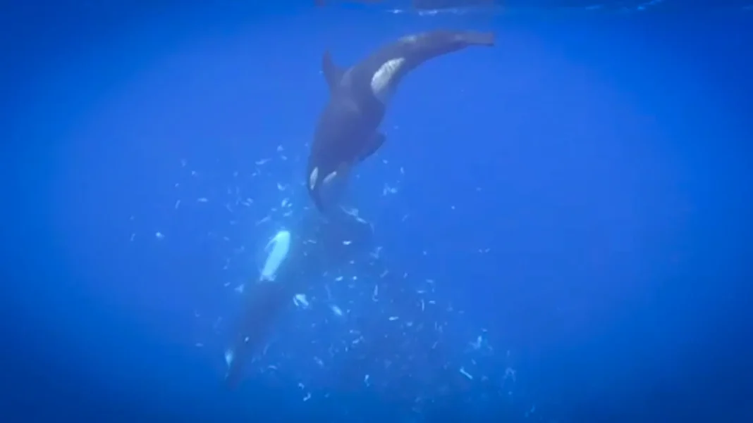 Orcas filmed smashing giant sunfish into thousands of pieces