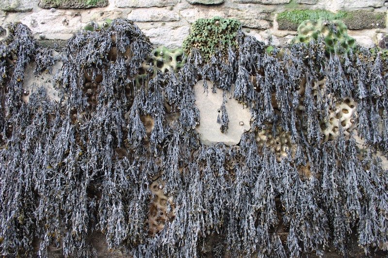 Can coastal infrastructure be engineered to harbor marine life instead of harming it? 6 Brown seaweed on Living Seawall installation in Plymouth, U.K.