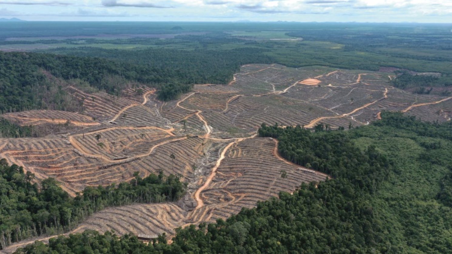 Lawmakers seek rights probe into Indigenous conflict at Indonesian timber firm 6 Screenshot 2024 03 28 010827