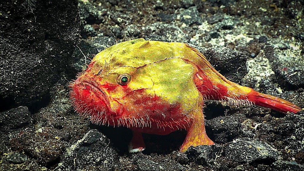 US government announces plans to lease deep-sea mining rights in