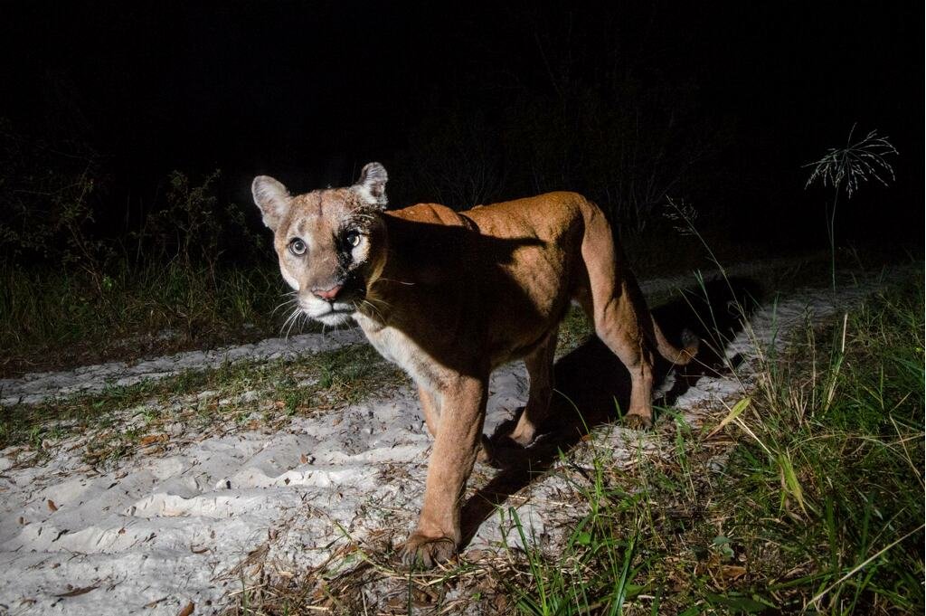 A Florida panther.