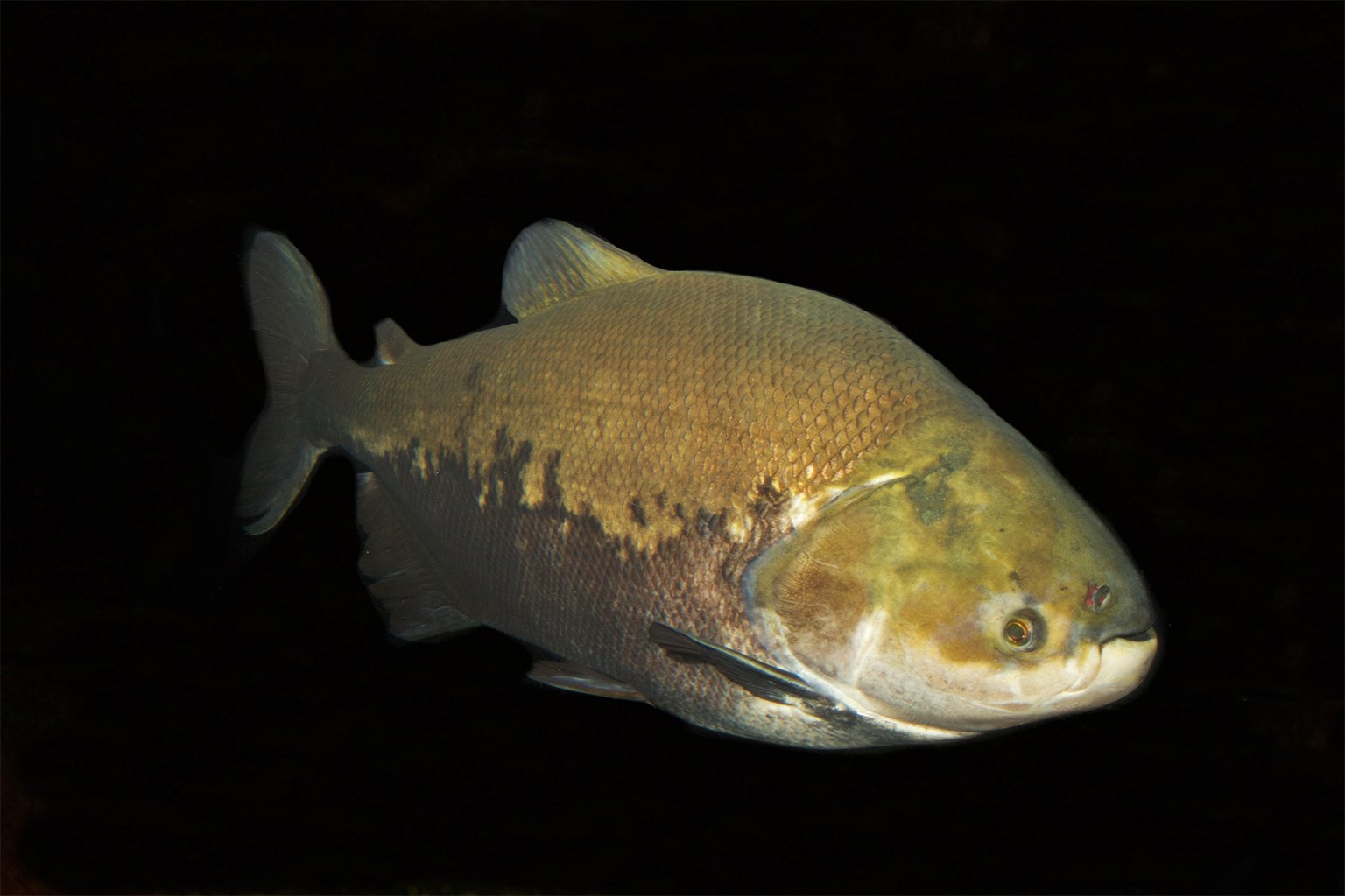 Tambaqui (Colossoma macropomum). Image by Brian Gratwicke via Flickr. CC BY 2.0.