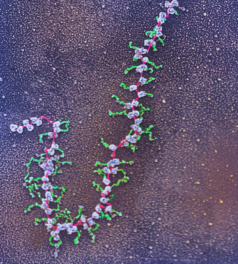 TEM image of a strand of mRNA, shown as a branching molecular chain in bright colours against a textured dark background.