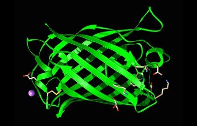 CRISPR gets a power boost from AI-designed ‘molecular scissors’ 1 d41586 026 02217 w 27319756