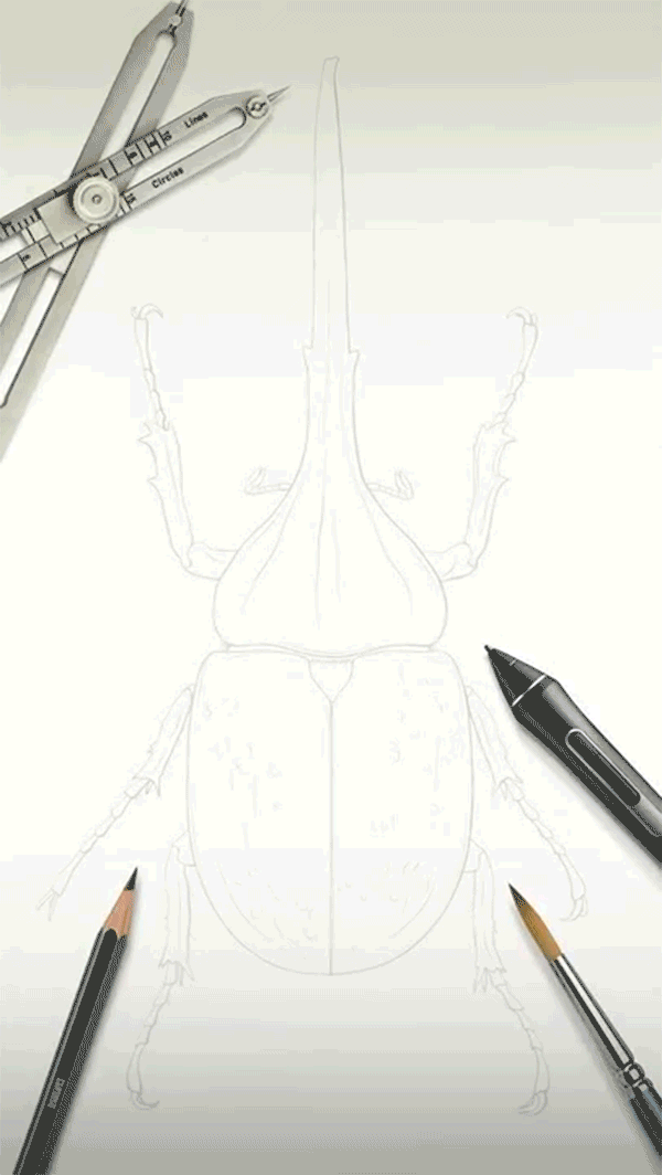 An animated sequence showing an illustration of a Hercules beetle at different stages of completion.