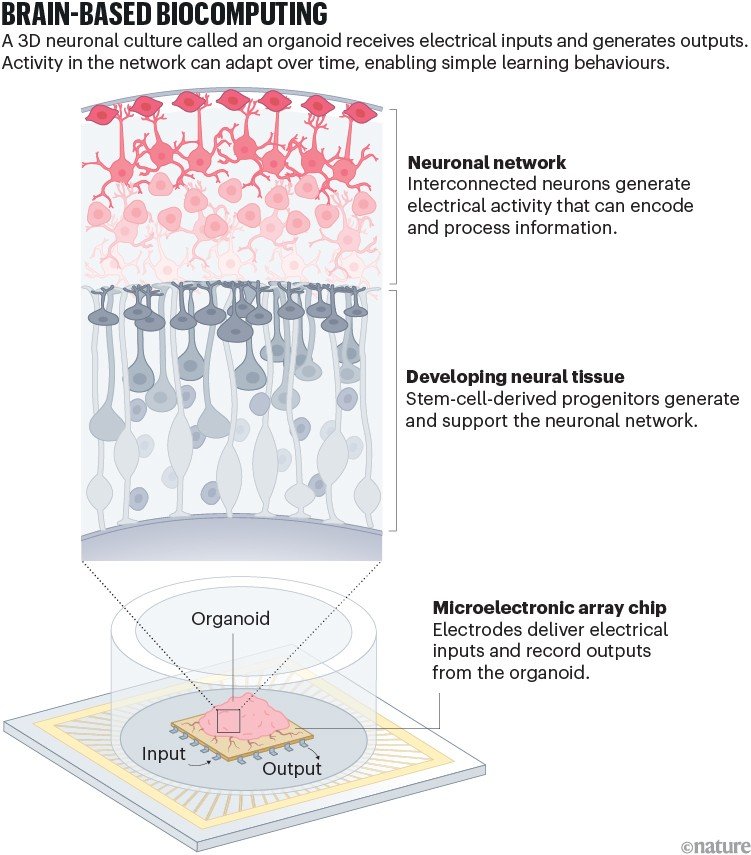 Researchers are building computers that run on brain organoids — but have neglected a major ethical issue 1 Cross-section and device schematic of an organoid-based biocomputing system. A developing neural network sits above supporting neural tissue, and electrodes stimulate and record activity from the organoid.