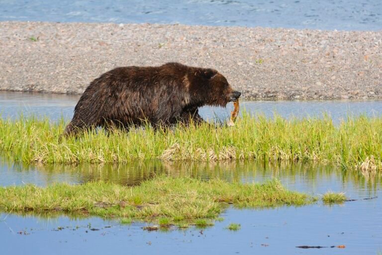 A grizzly bear walks along the shore of Yellowstone Lake with a cutthroat trout it’s caught.Image courtesy of Dylan Schneider, National Park Service.