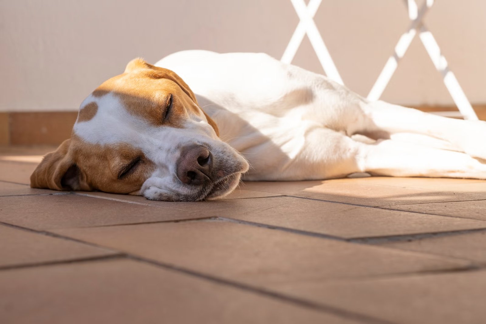 How to keep children and pets safe in a heatwave after Met Office issues dire warning 5 Pets are also at risk when the mercury soars