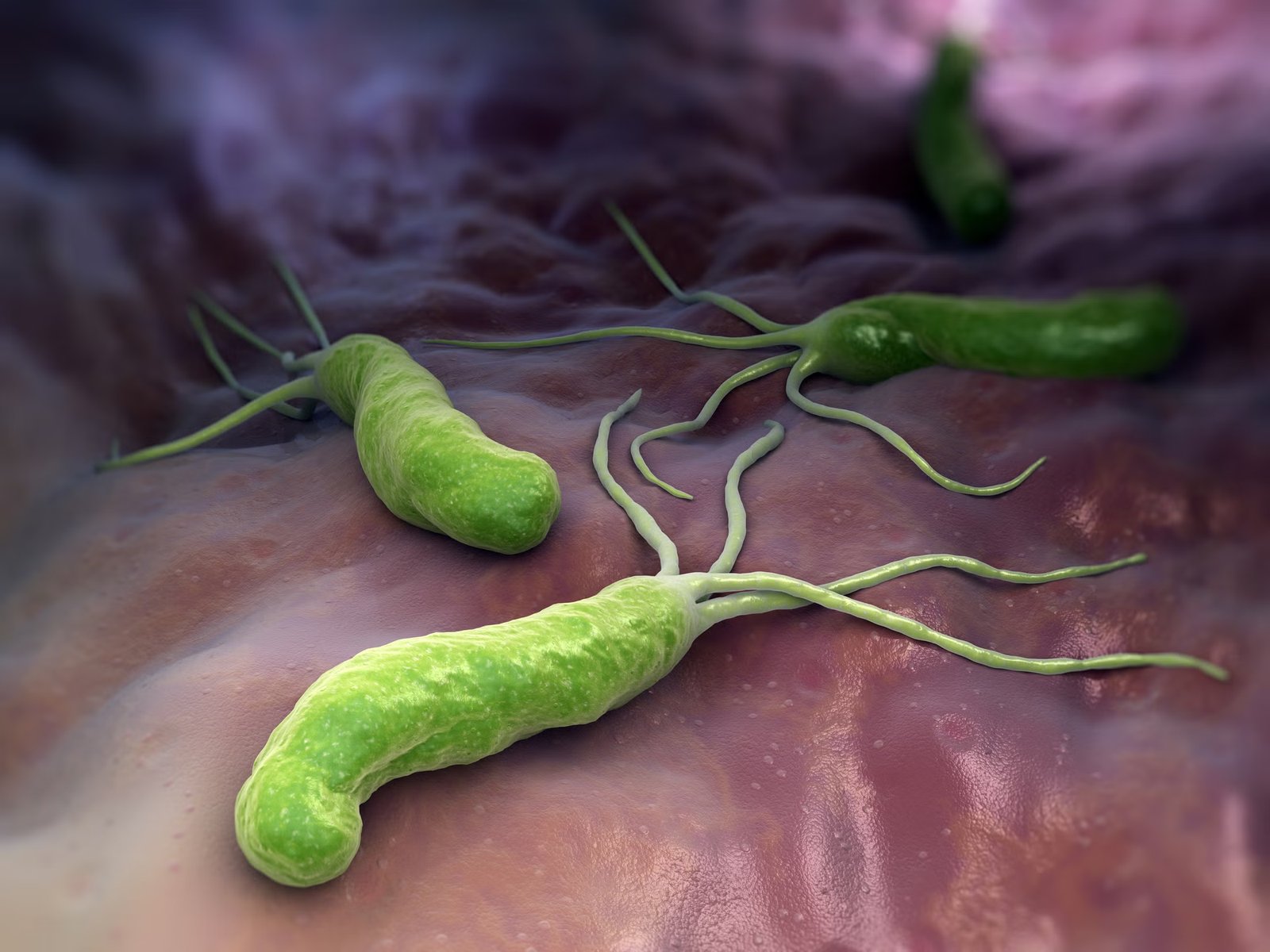 Helicobacter pylori is a microaerophilic bacterium found in the stomach.