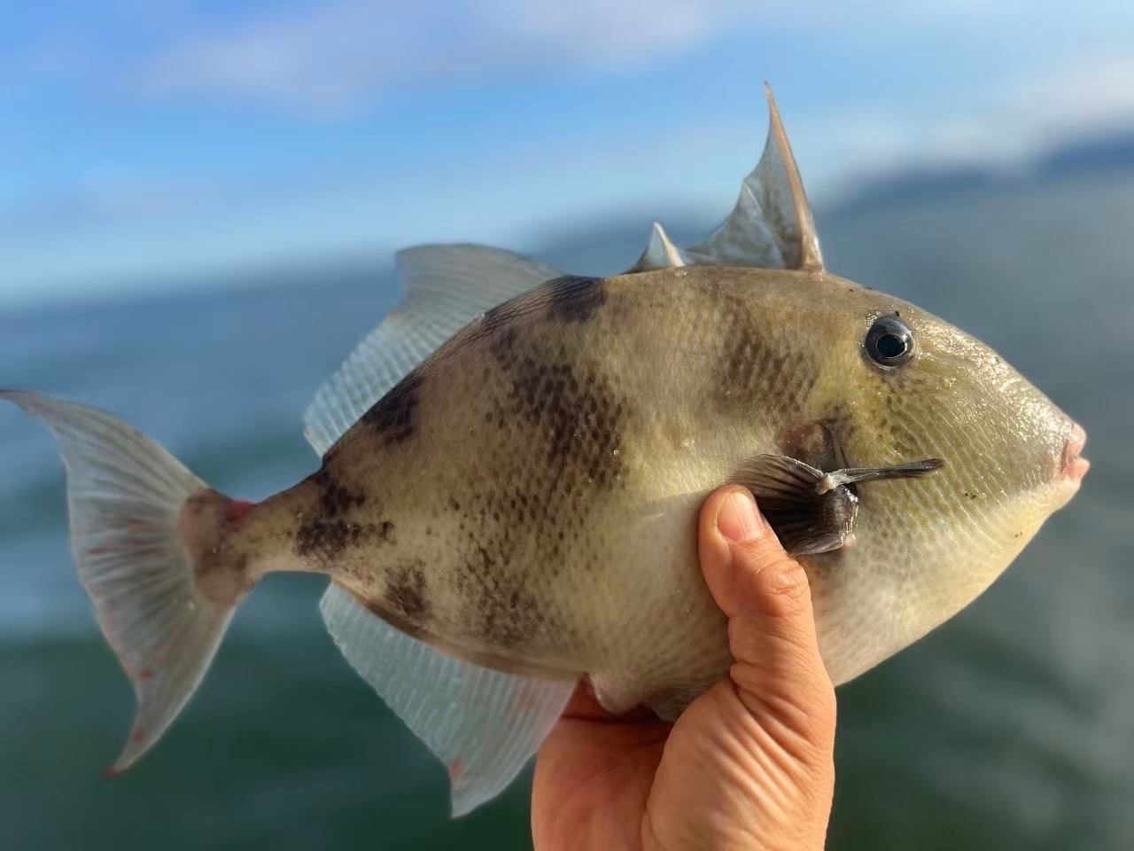 Grey triggerfish (Balistes capriscus) in a fish market. Cabo Frio, Brazil. 