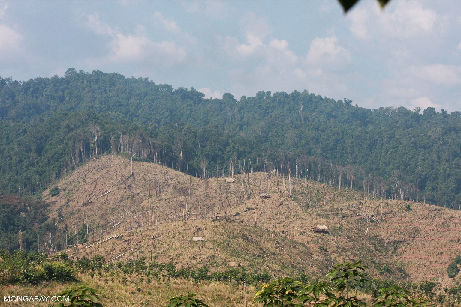 Deforestation for rubber in Laos.
