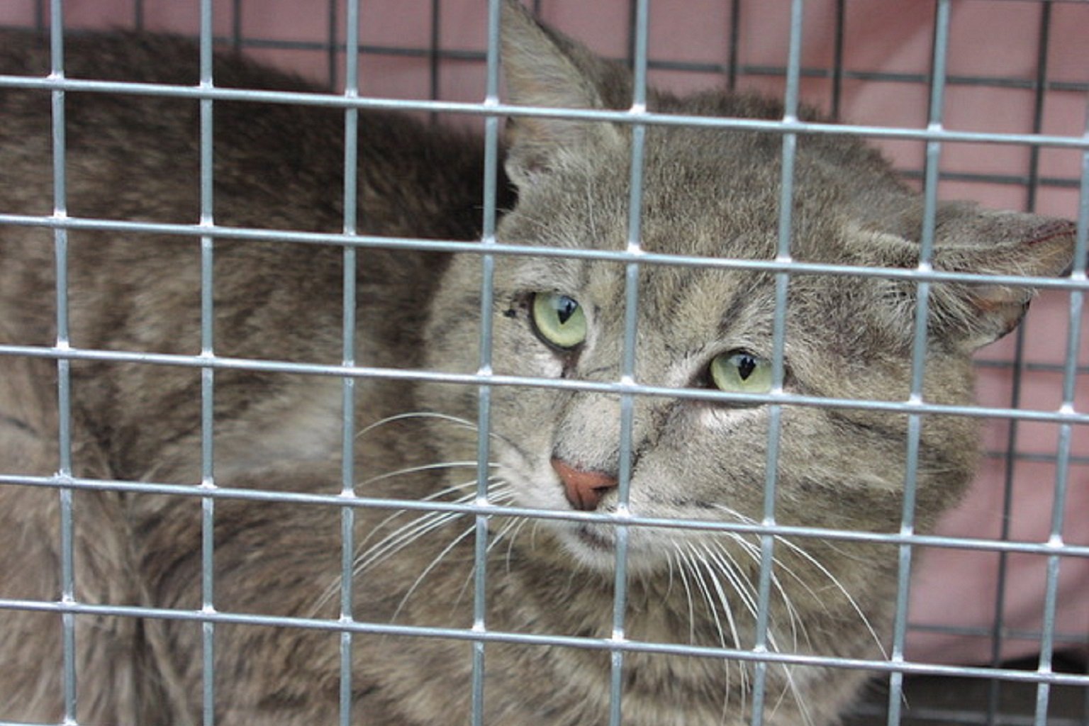 A cat trapped in New York City.