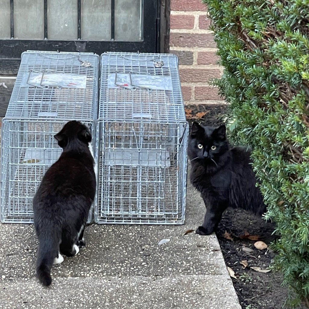 Traps set for unowned cats in New York City. Researchers think combining cat management with disease surveillance could lessen zoonotic health risks.
