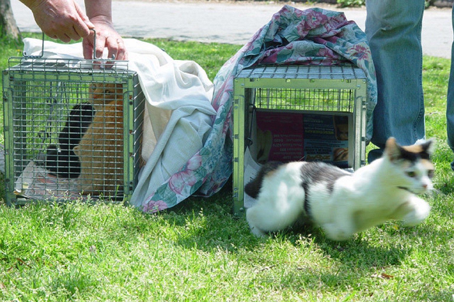 A cat is released after being captured as part of a trap-neuter-return program in New York City.