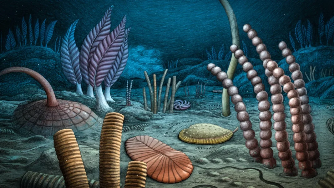 567-million-year-old fossils rewrite the dawn of animal life