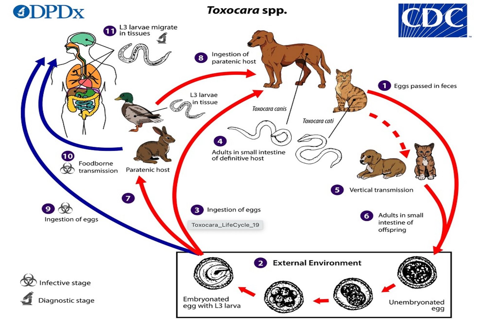 This image shows the lifecycle of the Toxocara parasite, which can infect pets, humans, and wildlife.
