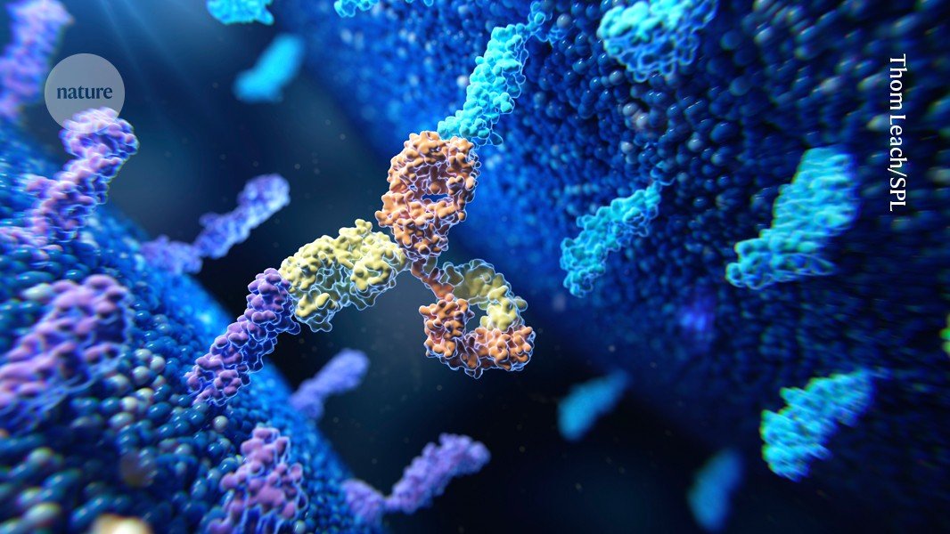 Cancer-fighting antibodies with a one-two punch take aim at tumours