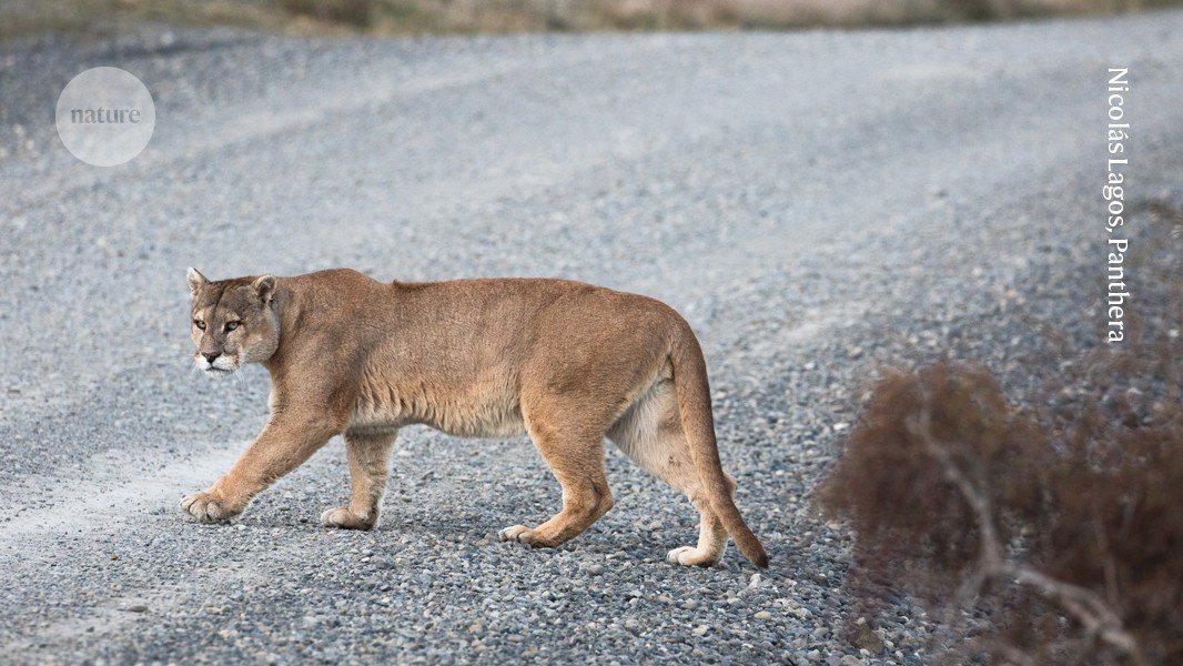 Pumas are drivers’ guardian angels