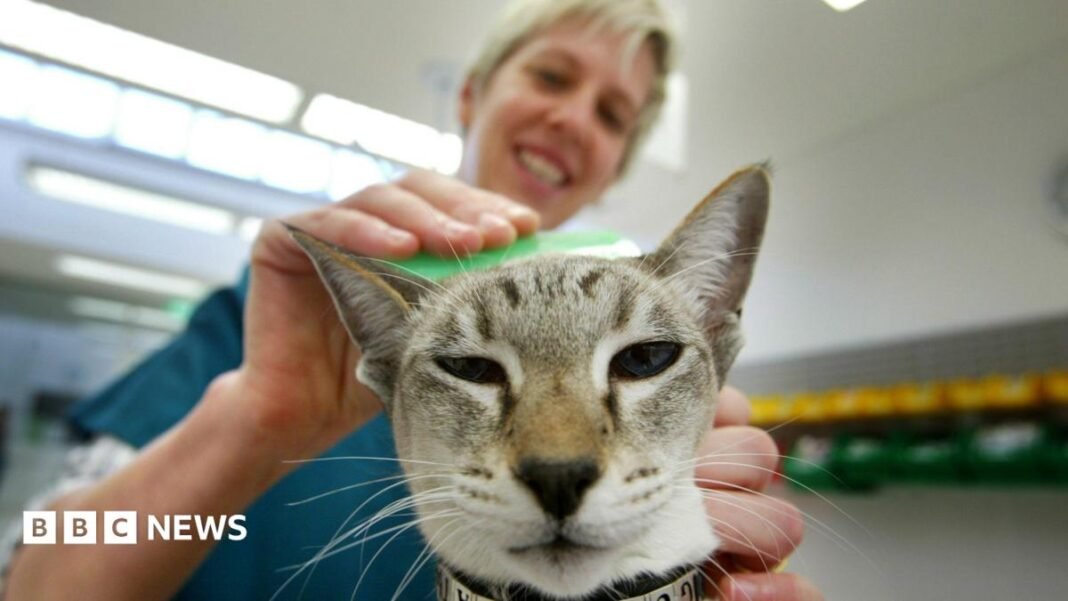 In the foreground, a cat squints at the camera. Behind her and out of focus, a vet can be made out, smiling and wearing blue scrubs as she uses a bright green flea comb to inspect the fur on the cat's head.