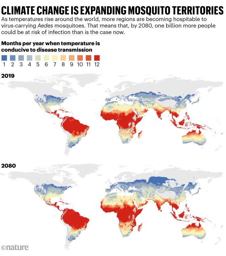 Climate change is expanding mosquito territories. Two world maps showing areas by months per year when temperature is conducive to disease transmission in 2019 and projected for 2080. As temperatures rise around the world, more regions are becoming hospitable to virus-carrying Aedes mosquitoes. That means that, by 2080, one billion more people could be at risk of infection than is the case now.