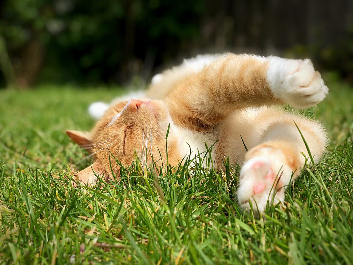 Outdoor cats defecate in gardens, parks, playgrounds and other shared spaces, potentially leading to high contamination rates