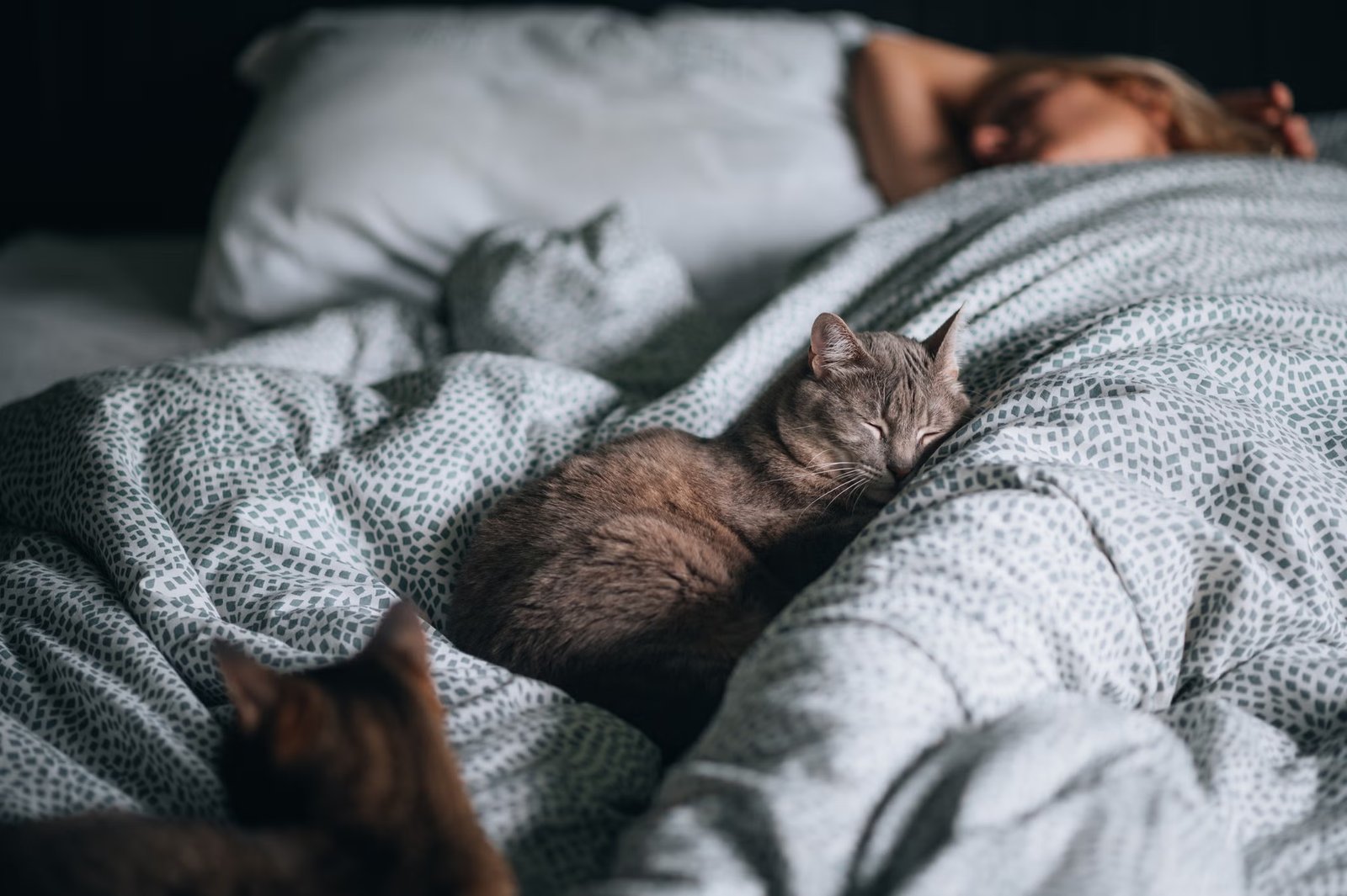 Cats may still be changing – or perhaps cats have not changed much, and it is our relationship with them that has