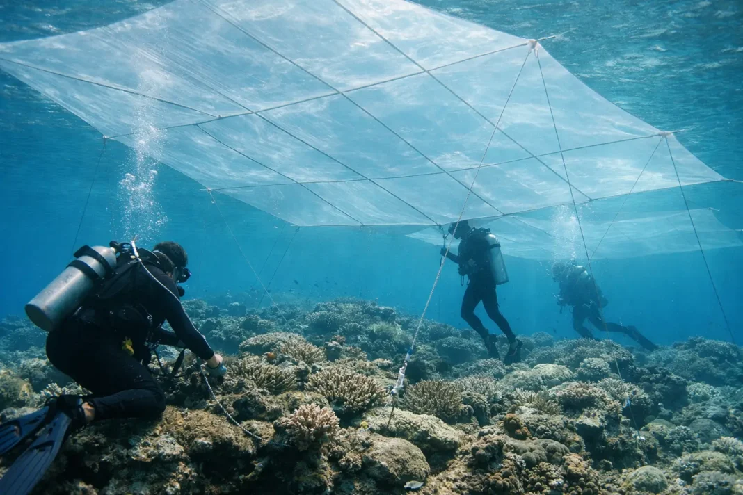 Shading Solutions: Umbrella Structures Aim to Shield Corals from Heat